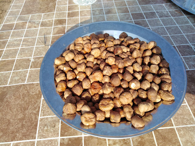 ИСПЛАТИВО УЛАГАЊЕ: Уместо винове лозе, саде јабуке и лешнике 